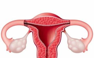 Siklus menstruasi pada wanita: apa itu, deskripsi setiap fase