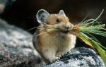 Proč sní spousta myší Proč malé myšky sní o různých barvách