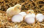 Защо мечтаете за пиле, което снася яйца, кълве, варено, с пилета?