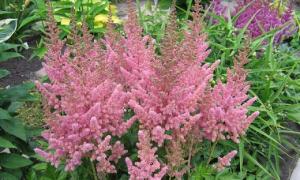 أصناف Astilbe تدلى