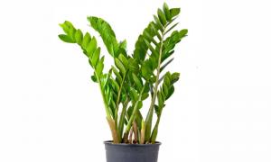 Zamioculcas: kepercayaan yang terkait dengan tanaman tropis Anda dapat meletakkan pohon dolar di kamar tidur